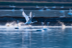 白鳥流し撮り①