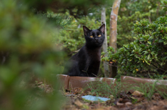 隣の黒猫