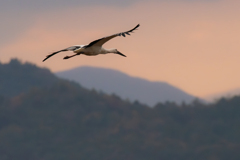 雨の日のコウノトリ３