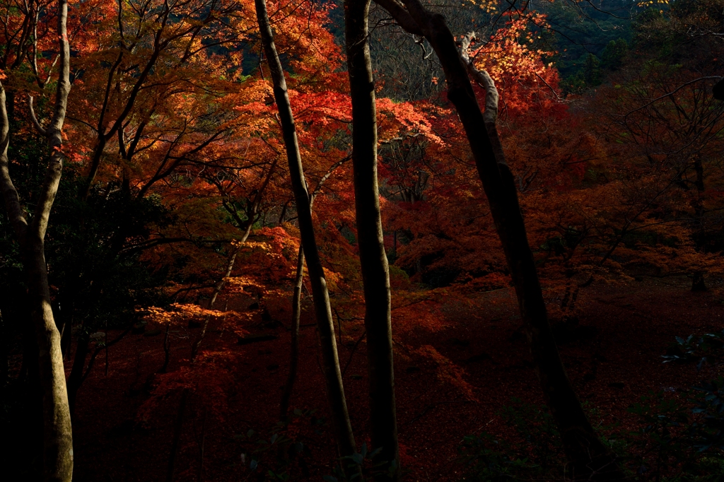 季節は燃える