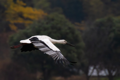 雨の日のコウノトリ２
