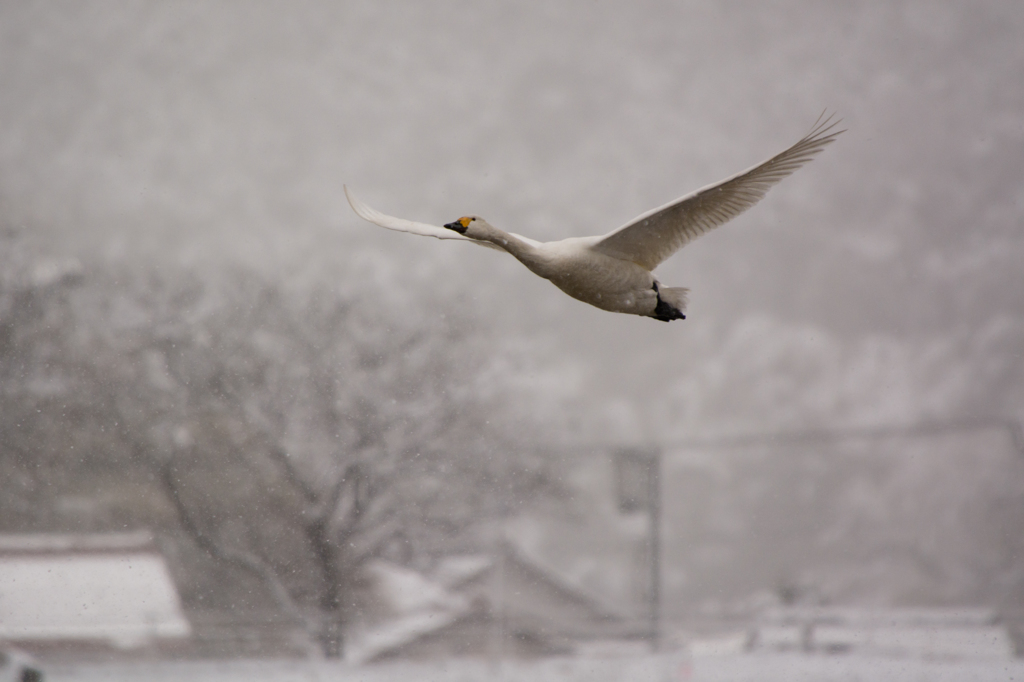 雪と白鳥②