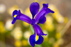 花菖蒲　メルヘンチックに　撮ってみた
