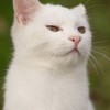 白猫