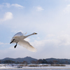 雪と白鳥⑥