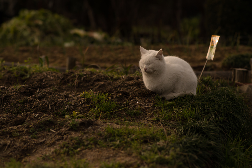 猫は畑で丸くなる♪