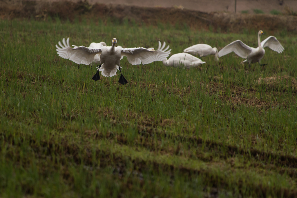 Landing①