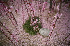 春の雨