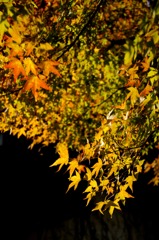 初紅葉