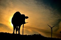 夕暮れの牛は燃えているか