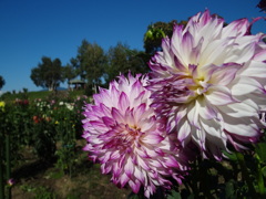 DSC02197