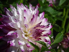 DSC02206