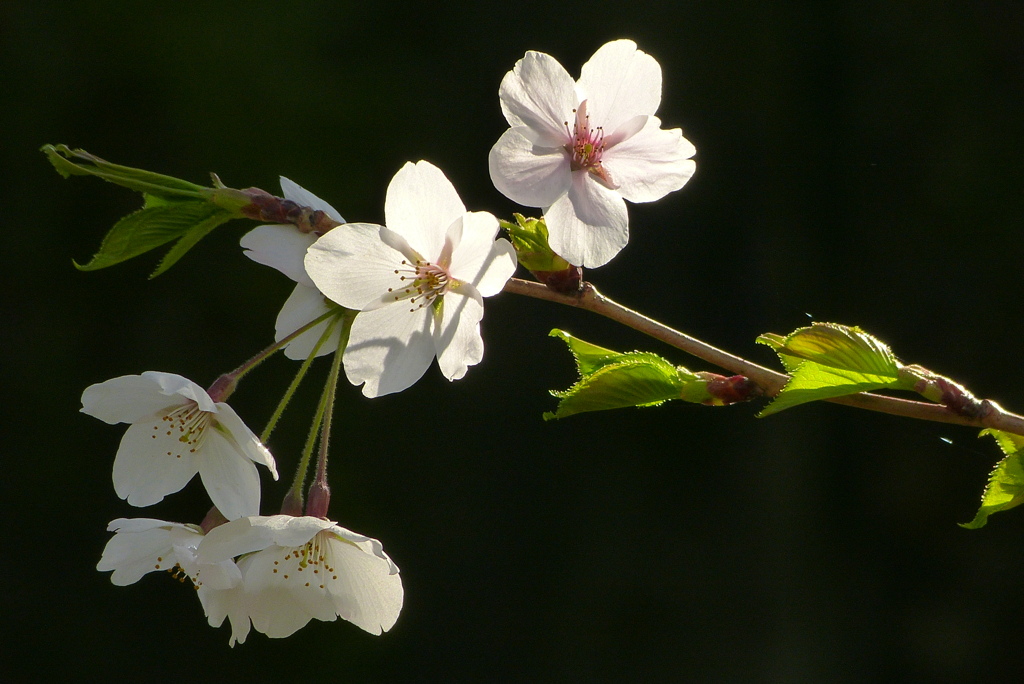2012春-011