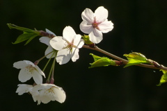 2012春-011