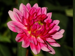 DSC06217
