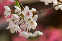 2012春-009