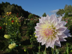DSC06205