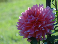 DSC06200