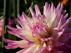 DSC06209