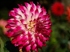 DSC06198