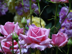 DSC01753