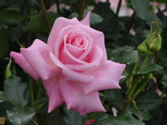 DSC01707