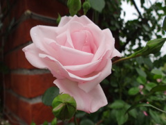 DSC01703