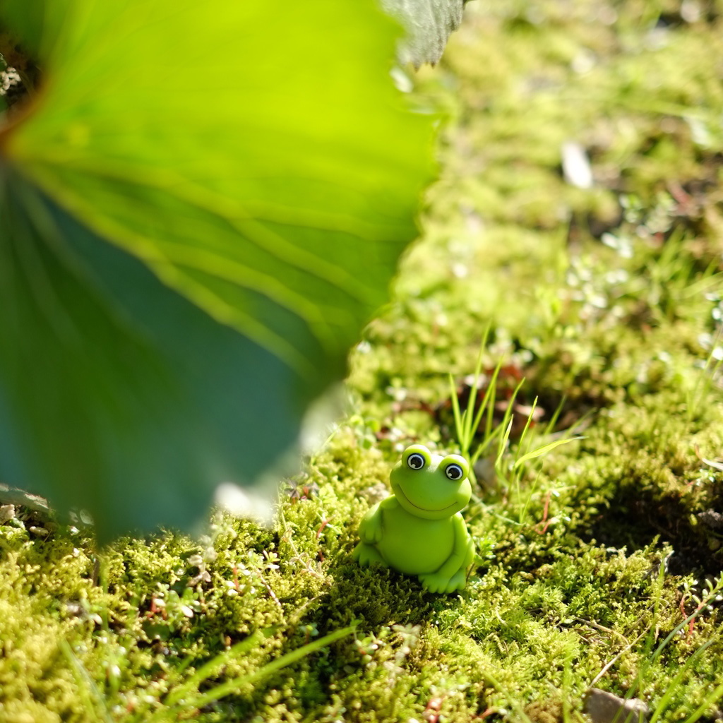 Frog's field