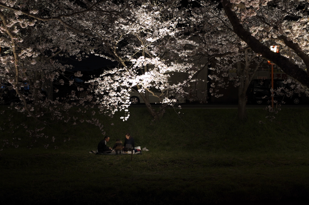 桜の下で