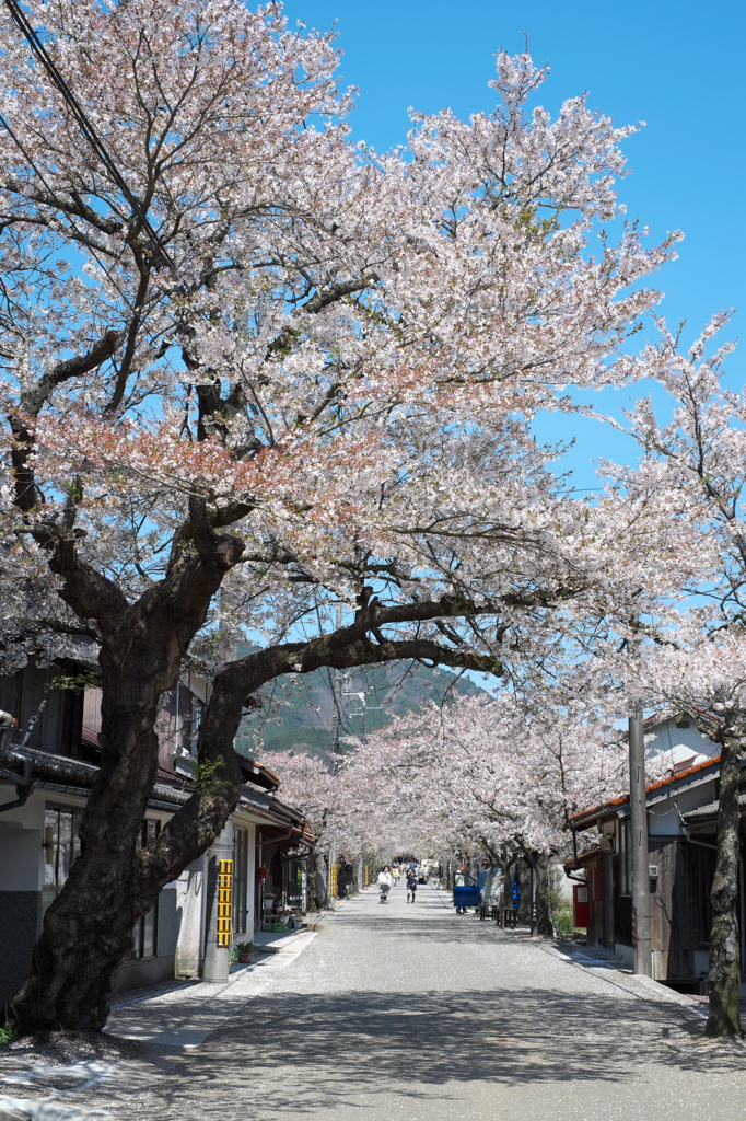 山間の桜街道