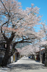 山間の桜街道