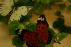 Butterfly*ⅰ