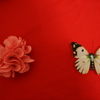 Butterfly*ⅲ