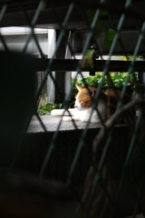 線路を眺める君
