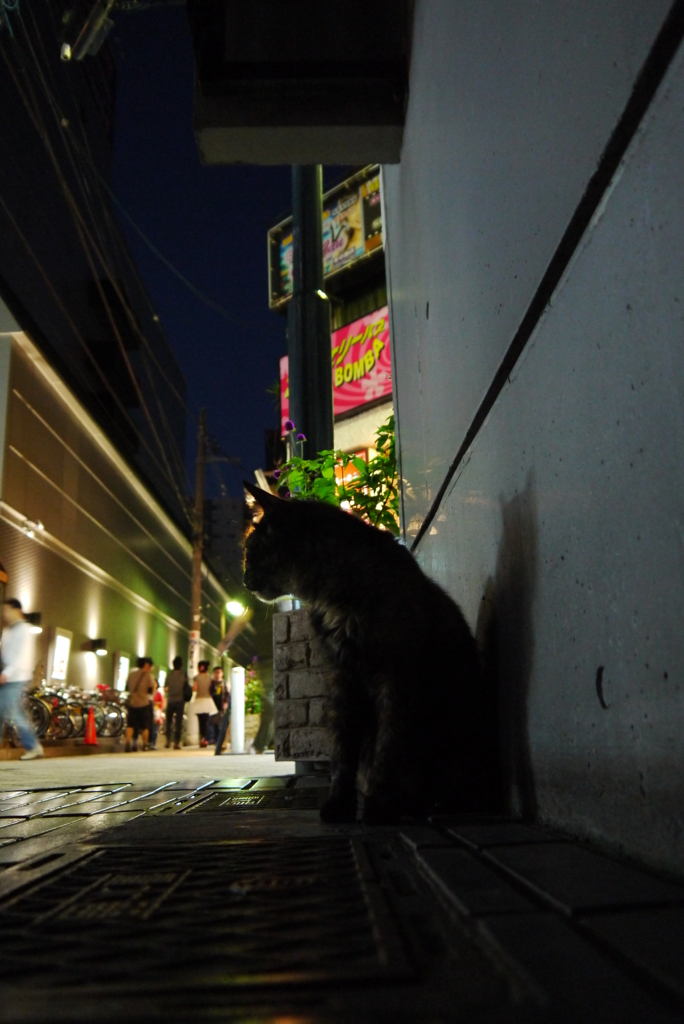 夜を生きる猫