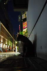 夜を生きる猫