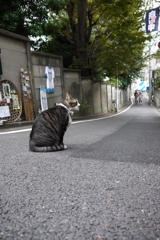 坂と猫