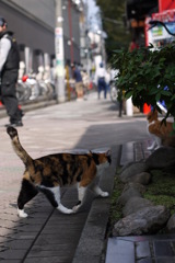 町を生きる猫