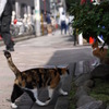 町を生きる猫
