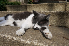 にくきゅう