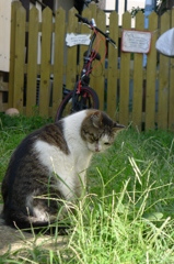 セミを見る猫