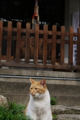 ほにゃー