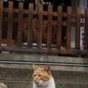 ほにゃー
