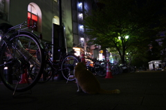 夜を生きる
