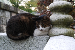 にゃんだこのやあろう