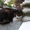 にゃんだこのやあろう