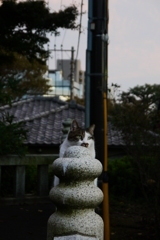 じー