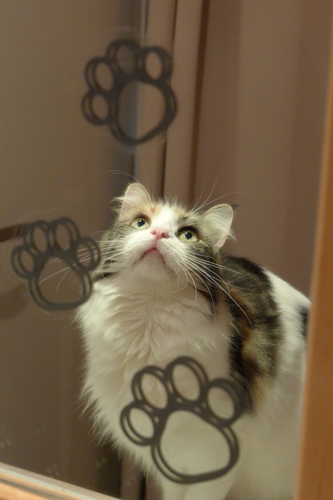 鏡越しな彼