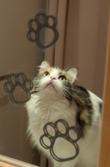 鏡越しな彼