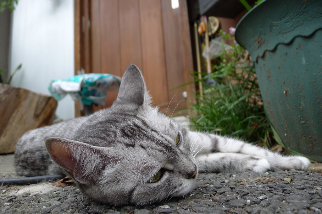 くたー